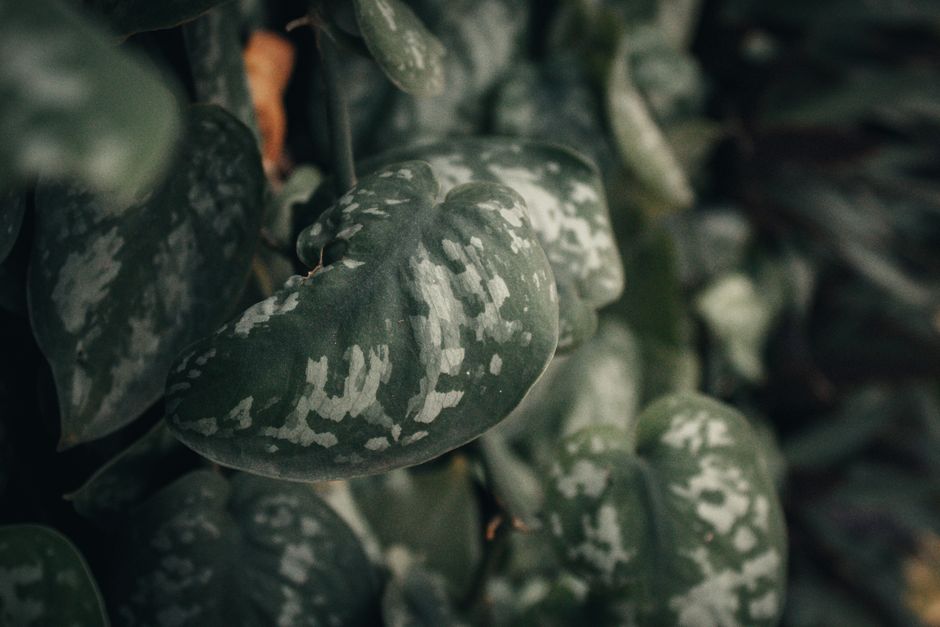 How to Treat Powdery Mildew on Indoor Pothos Plants Without Harsh Chemicals