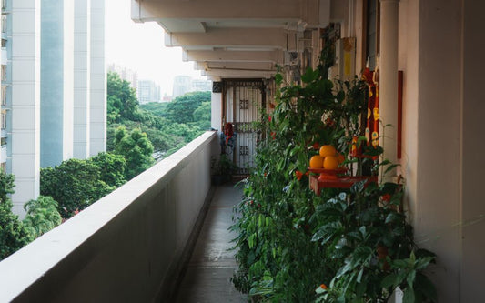 Balcony Gardening Without the Guesswork: Solving the Silent Struggles of Apartment Plants