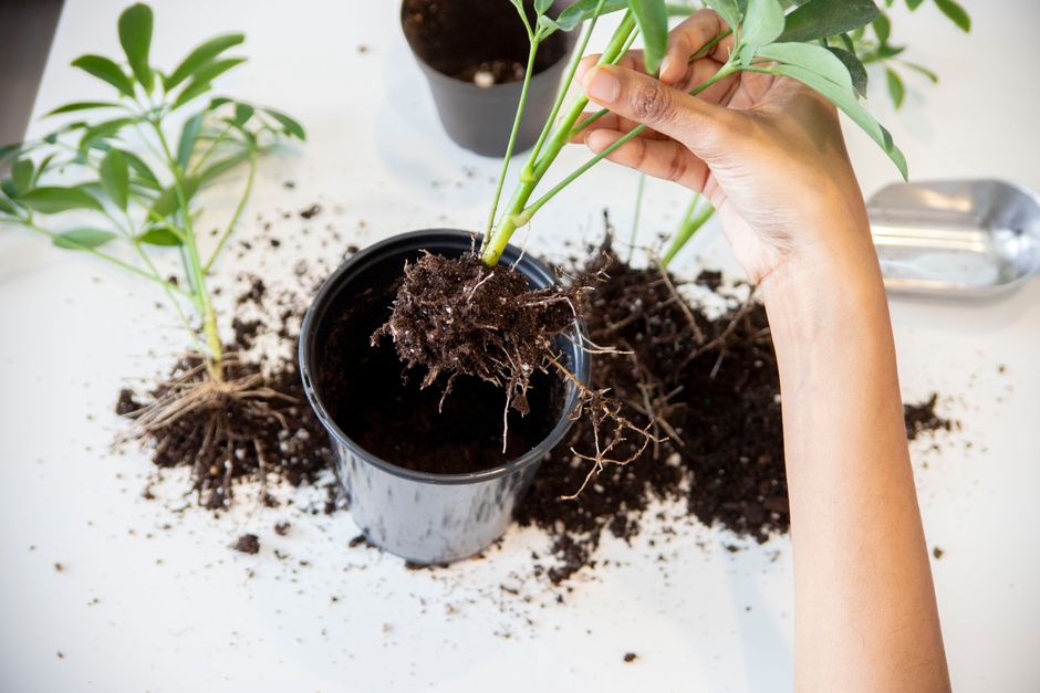 Photosynthesis in a Pot: How Root Volume and Water Supply Set the Ceiling on Small-Space Growing