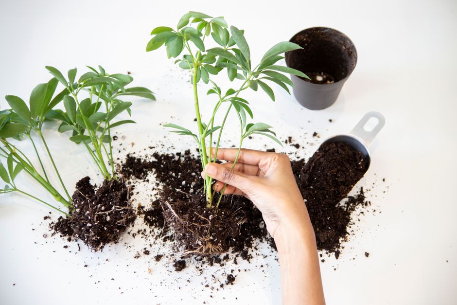 Leggy Seedlings Explained: Why Light Quality and Timing Matter Before Transplanting