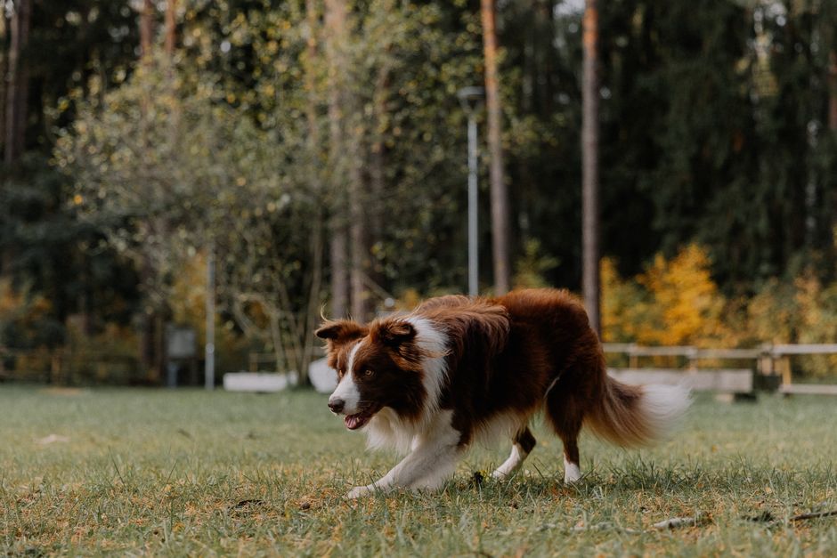 Reading the Early Signals of Mobility Change in Dogs
