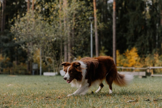 Reading the Early Signals of Mobility Change in Dogs