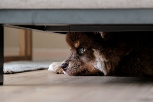 Helping Anxious Pets Feel Safe: A Practical Guide to Building Calm Routines