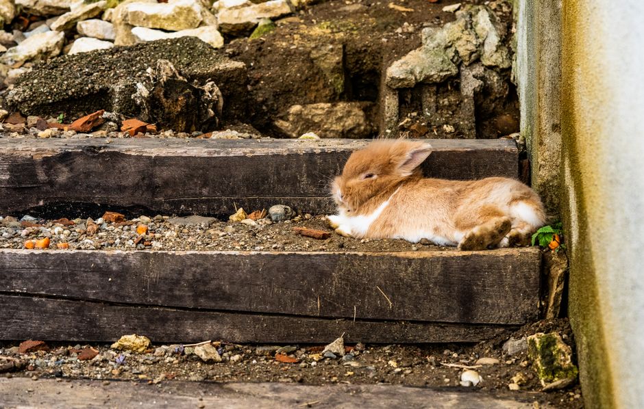 How to Handle a Rabbit Heatstroke Emergency: A Step-by-Step Guide for Rabbit Owners