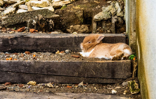 How to Build a Step-by-Step Rabbit Care Routine That Actually Works