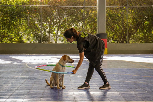 Quick and Easy Puppy Training: Building a Foolproof Routine