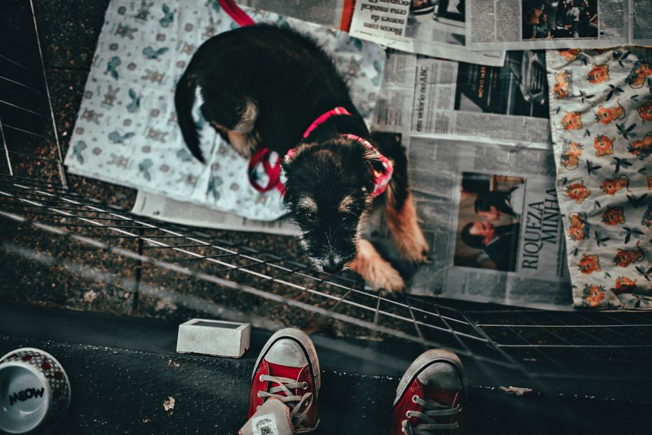 Crate vs. Playpen: Which Training Space Builds Better Habits for Your Puppy?