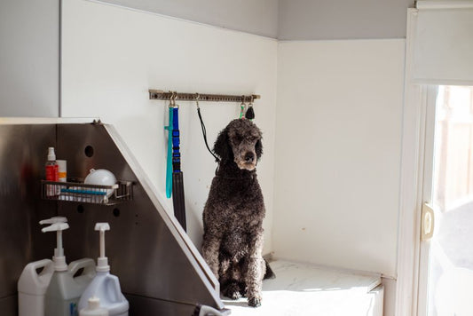 Grooming vs. Hygiene: The Real Difference Between a Clean Dog and a Healthy One