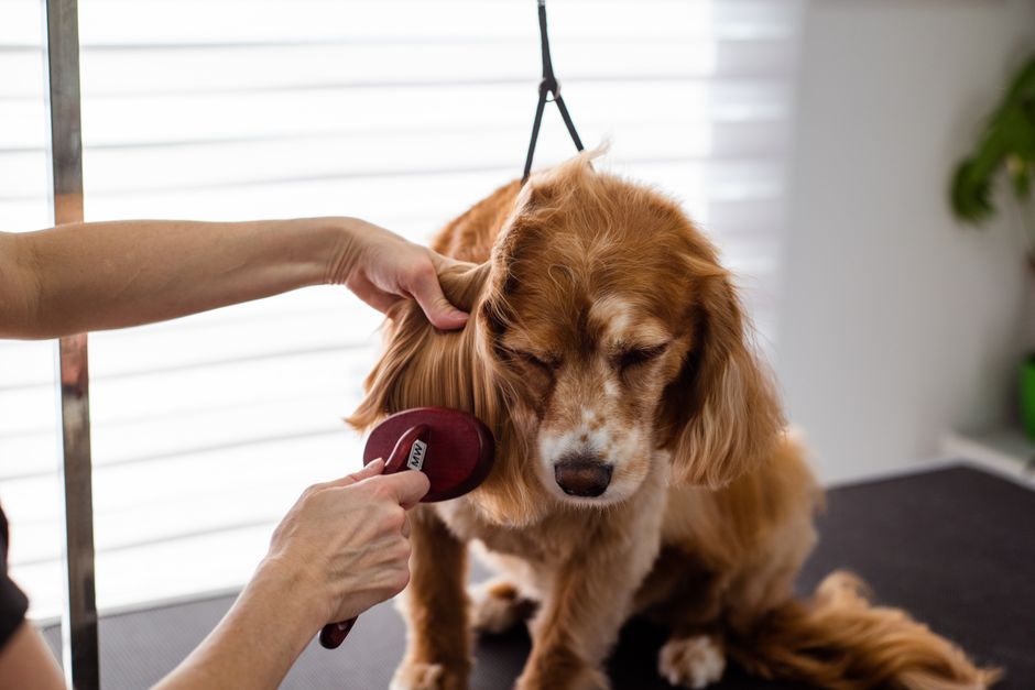 Deshedding Brush vs Grooming Wipes: Which Is Better for Managing Pet Shedding at Home
