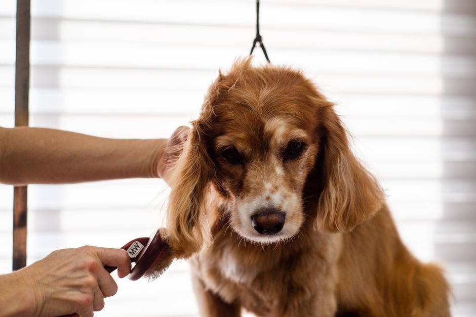Vet-Approved Grooming Secrets for a Healthy, Happy Dog