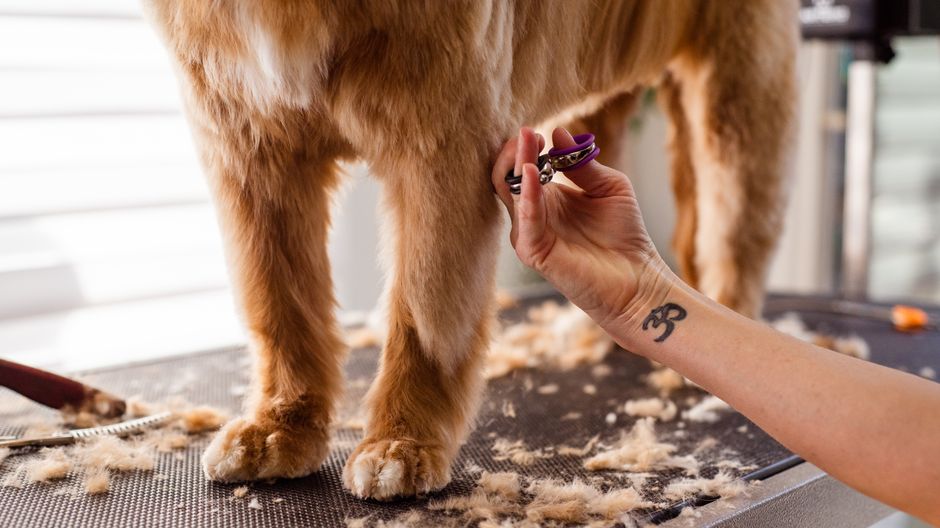 Nail Care in Multi-Pet Homes: When Shared Space Turns Clipping Into a Contest
