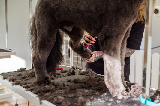 Lustrous Coat on a Shoestring: The Budget-Conscious Guide to Pet Skin and Coat Health