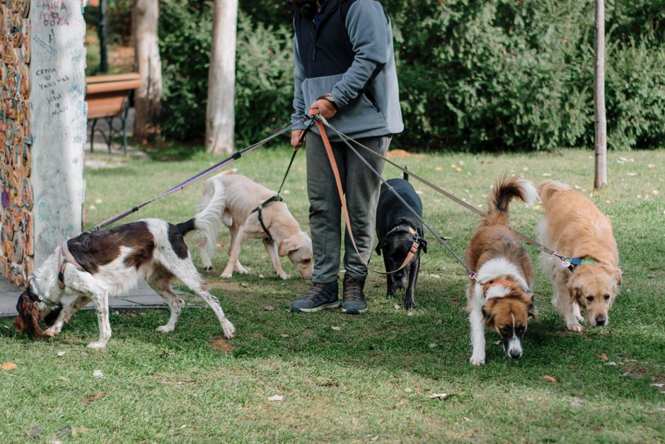 Summer Dog Walks: Smart Leash Handling and Heat-Safe Routines