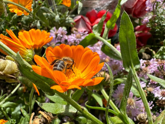 Building a Pollinator Garden: Tools You Actually Need
