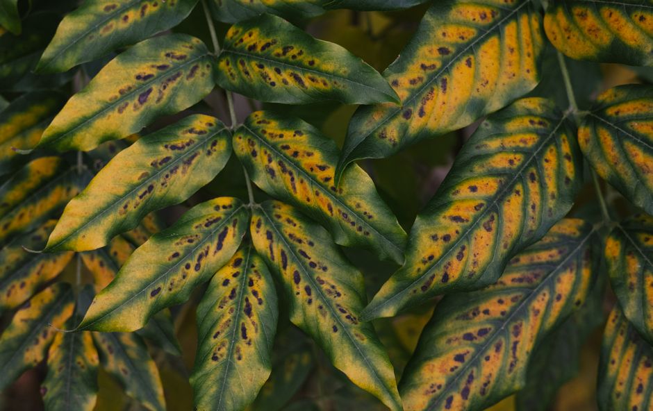 Reading Chlorosis Patterns Before You Reach for a Spray or a Fertilizer