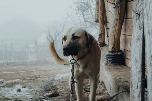 Understanding Dog Resource Guarding: Signals, Causes, and Daily Management