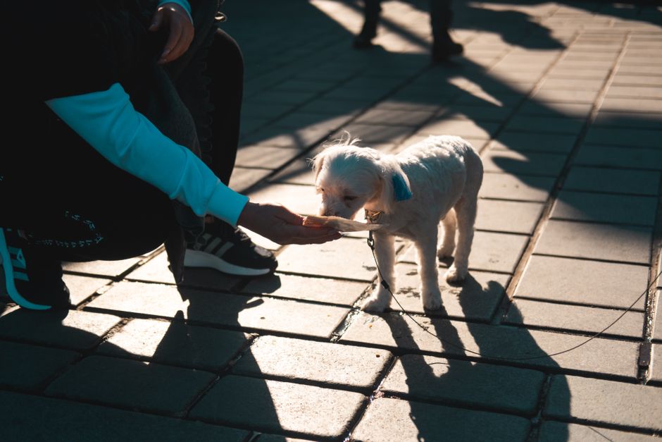 Why Your Pet Care Routine Is Failing and How to Build a Better One
