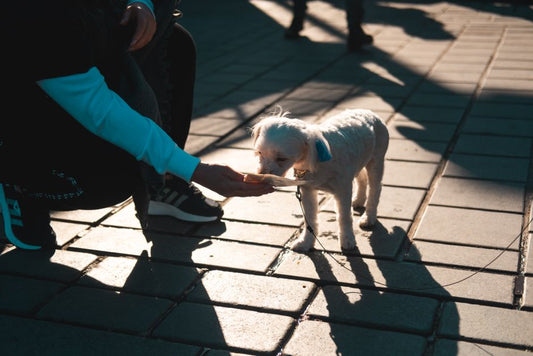 How to Build a Joint Care Routine for Your First Dog