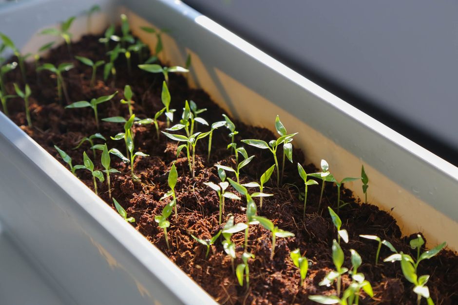 Seed Starting Indoors for Busy People: A Practical Guide to Growing Strong Seedlings Without a Full-Time Hobby