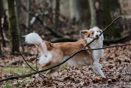 Supporting Joint Health in Dogs Without Breaking the Bank