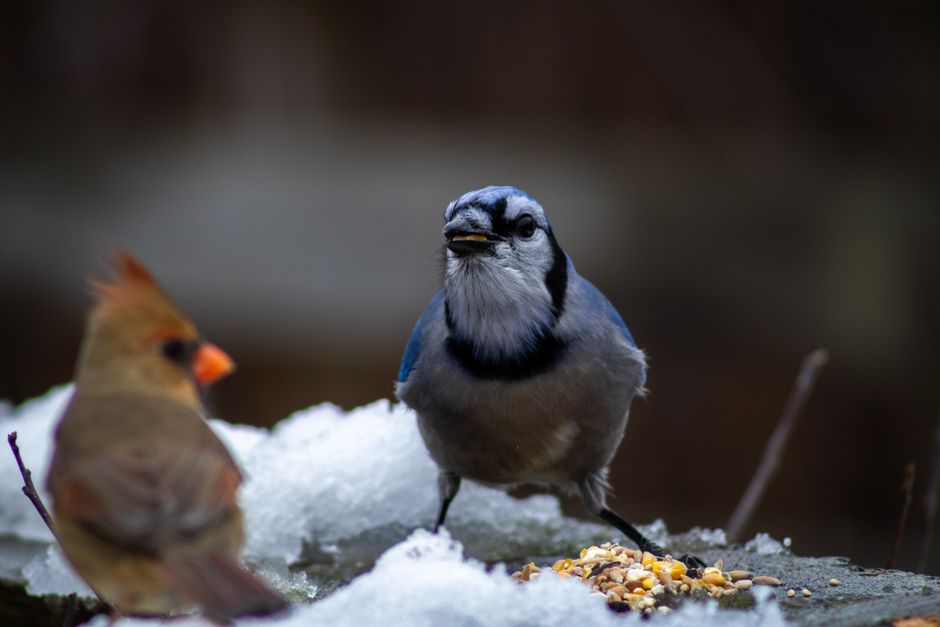 What Changes When a Bird's World Includes the Outdoors