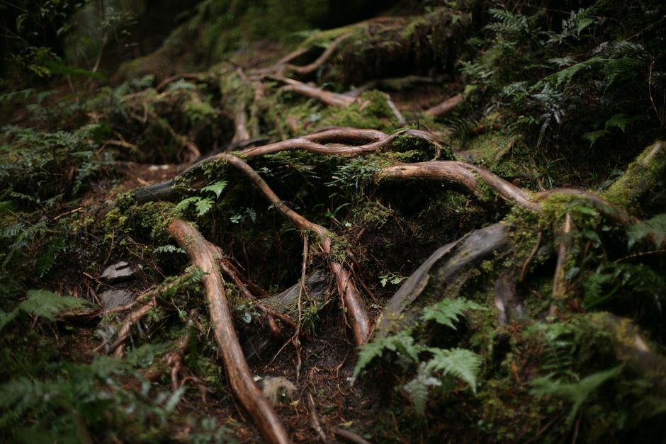 Cold-Stressed Plants That Look Nutrient-Deficient: Why Cold Soils Starve Roots Before Fertilizer Helps