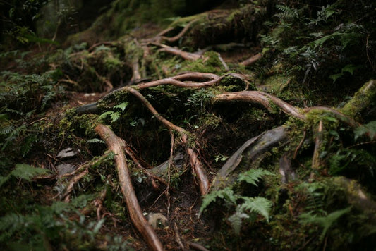 Cold-Stressed Plants That Look Nutrient-Deficient: Why Cold Soils Starve Roots Before Fertilizer Helps