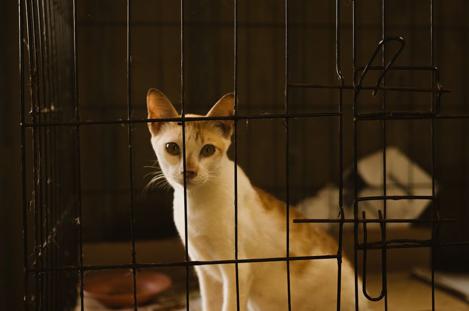 Crate or Carrier as a Safe Space: Making Confinement Predictable for Dogs, Cats, and Small Pets