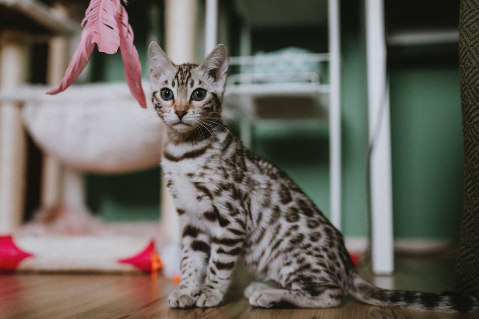 Essential Kitten Care on a Budget: Practical Tips for New Cat Owners