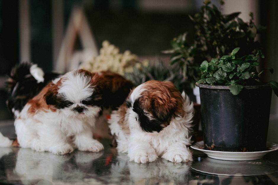 The Complete Guide to Low-Waste Pet Care