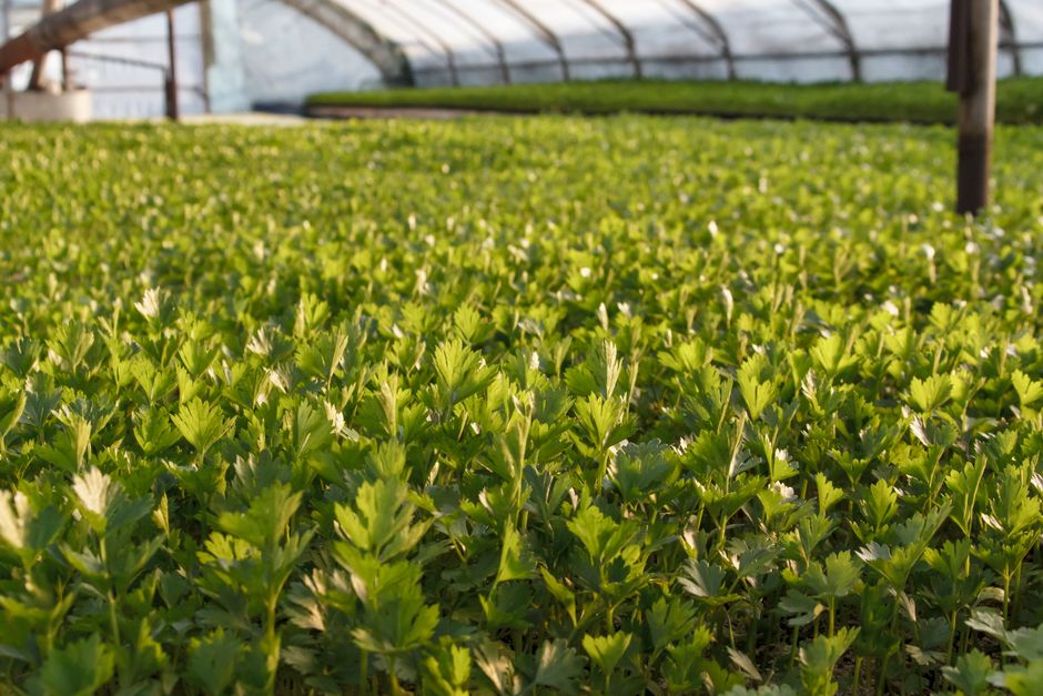 Succession Planting and Fertilizer Strategy: Timing Nutrient Delivery Around Staggered Harvests