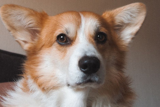 How to Tell If Your Dog's Cough Is Serious