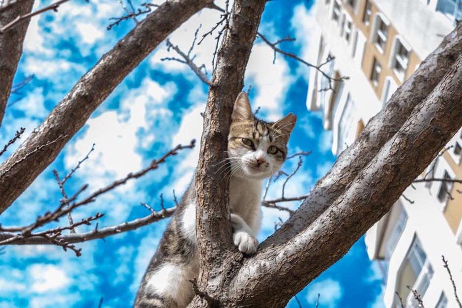 Safe Outdoor Adventures for Cats in a Small Apartment