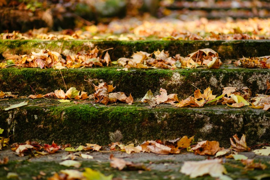 Orchid Leaves Turning Yellow: A Step-by-Step Troubleshooting Guide