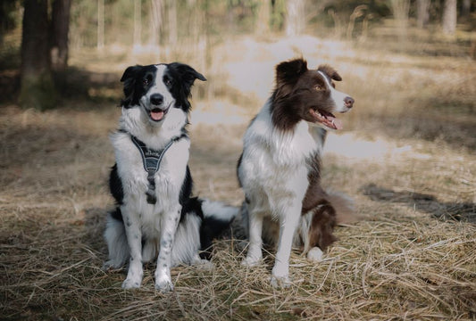 Collar or Harness Fit for Dogs: What Actually Matters Beyond the Label Size