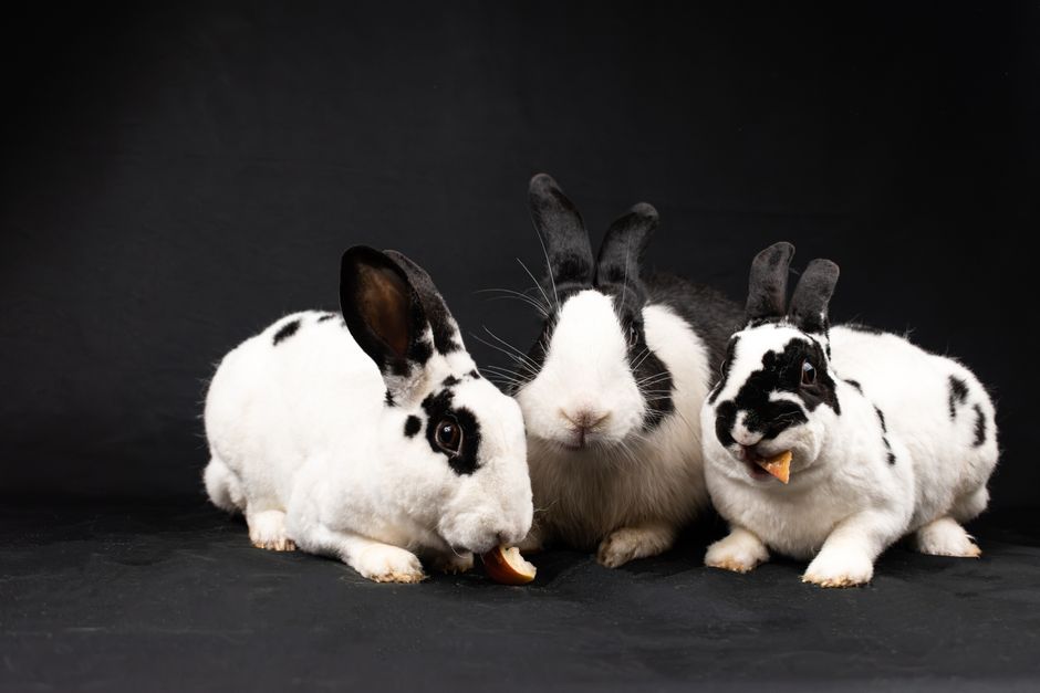The Essential First-Time Rabbit Owner's Guide: Beyond the Basics