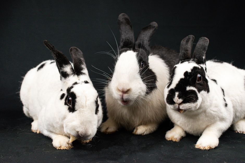 Is Your Rabbit Drooling? Understanding and Treating Dental Drool in Small Pets