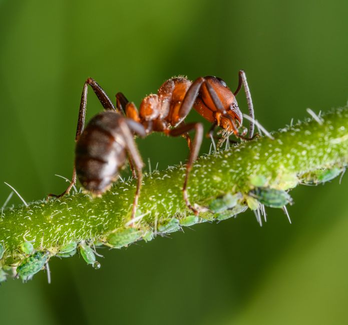 Aphid Pressure Follows Plant Temperature: Why Warmth Creates Both Tender Growth and More Pests