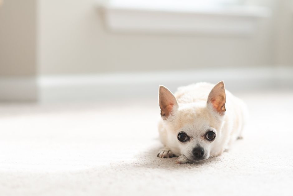 Why a Stronger Fragrance Does Not Mean a Cleaner Pet Environment