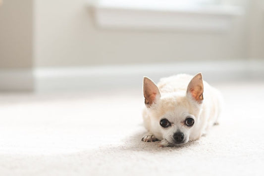 Why a Stronger Fragrance Does Not Mean a Cleaner Pet Environment