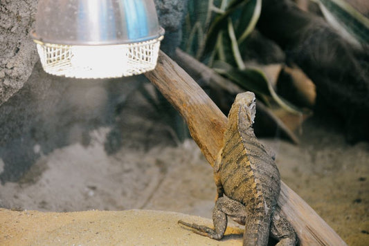 Why a Reptile Basking Spot Matters More Than One Perfect Temperature