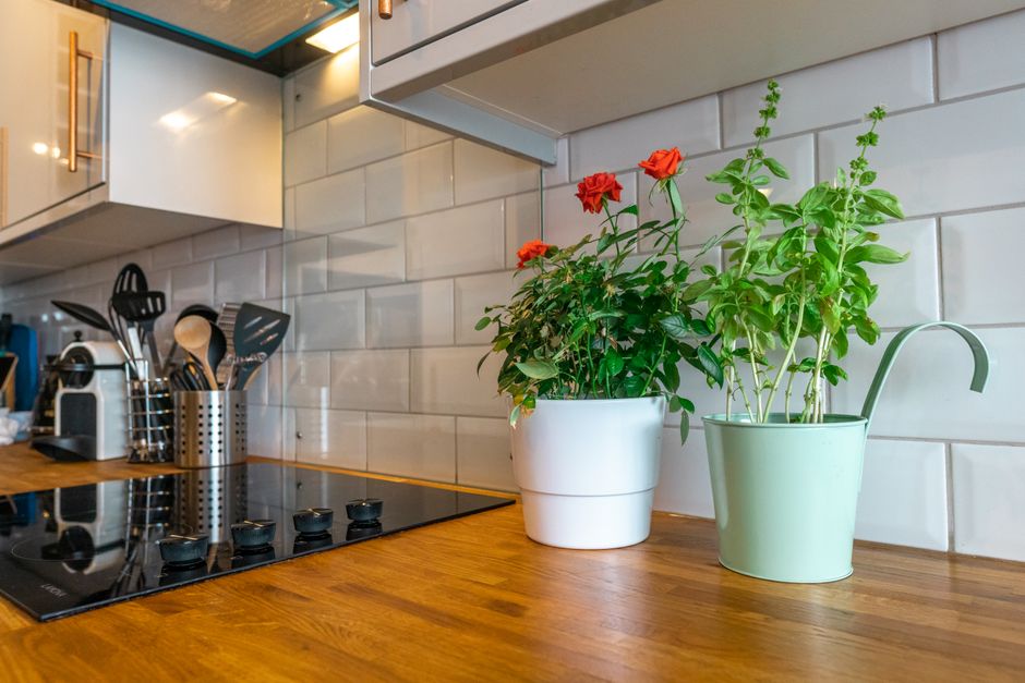 Pruning Without a Yard: The Essential Guide for Indoor and Small-Space Gardeners