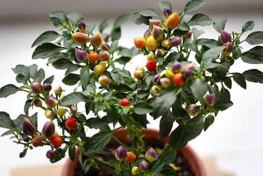 How to Grow Ornamental Peppers Indoors for Year-Round Color