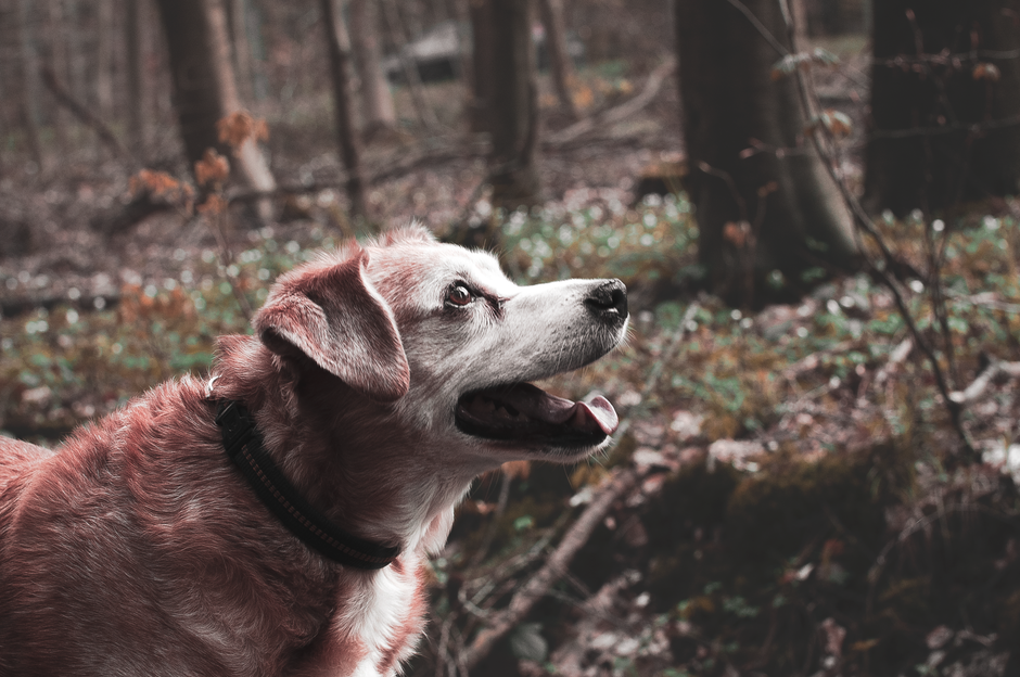 The Senior Pet Weight Management Guide: Adjusting Diet, Movement, and Care for Aging Dogs and Cats