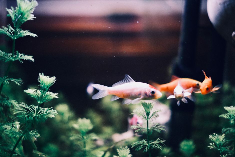 Summer Fish Tank Care: Beat the Heat Without Overstressing Your Aquarium