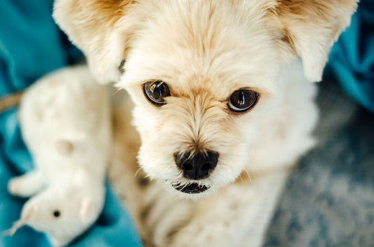 Recognizing Pet Anxiety: Signs, Symptoms, and What to Do at Home