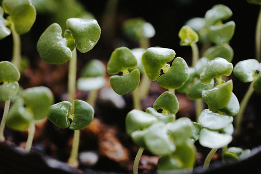 How to Build a Thriving Balcony Vegetable Garden from Scratch