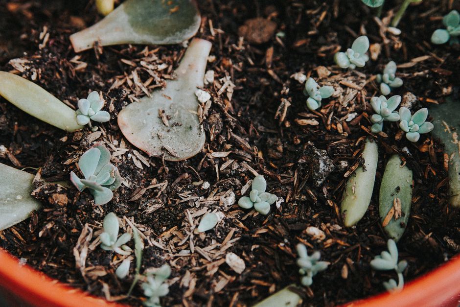 Water Propagation vs Potting Mix: Why the Root Zone You Root Cuttings In Shapes Everything After