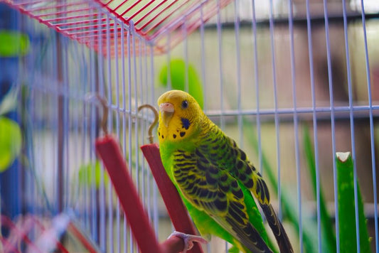 10 Common Mistakes in Bird Care and How to Fix Them