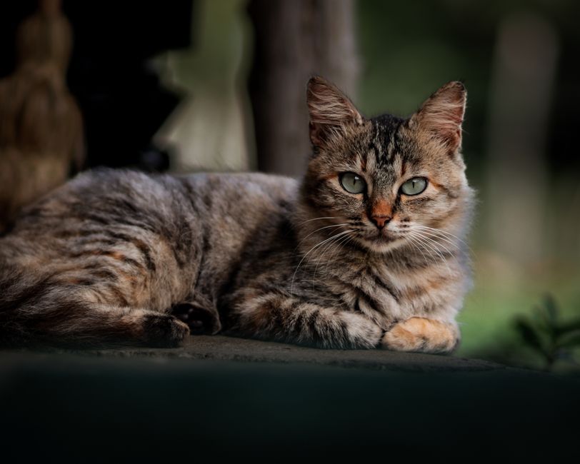 Reading Cat Body Language: How to Interpret Signals as a Pattern, Not a Verdict